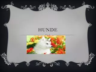 hunde