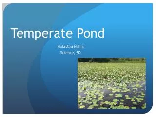 Temperate Pond