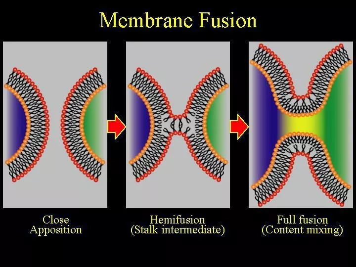 membrane fusion