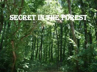 Secret in the Forest