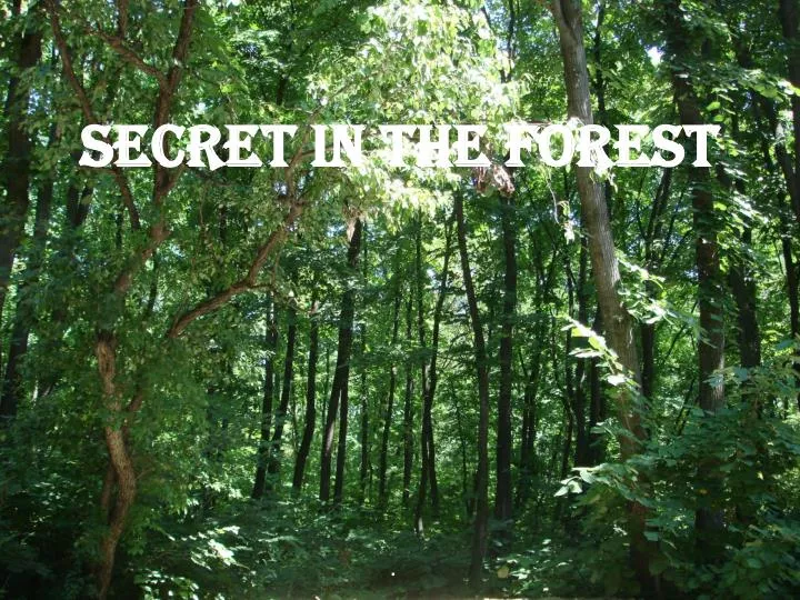 secret in the forest