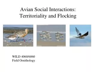 Avian Social Interactions: Territoriality and Flocking