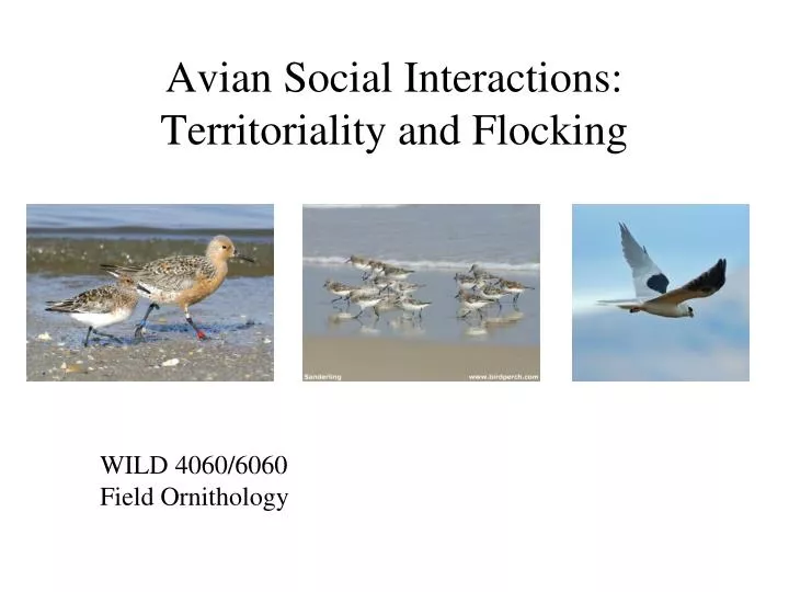 avian social interactions territoriality and flocking