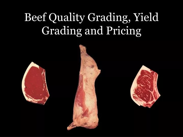 beef quality grading yield grading and pricing