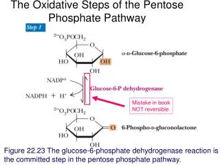 the oxidative steps of the pentose phosphate pathway