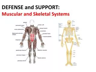DEFENSE and SUPPORT: Muscular and Skeletal Systems