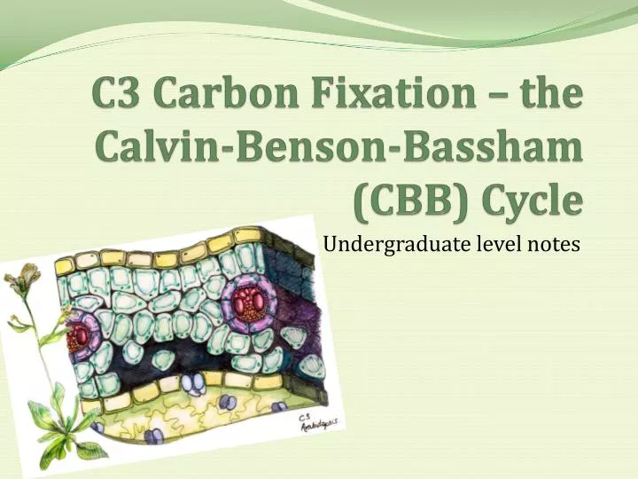 c3 carbon fixation the calvin benson bassham cbb cycle
