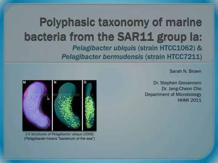 sarah n brown dr stephen giovannoni dr jang cheon cho department of microbiology hhmi 2011