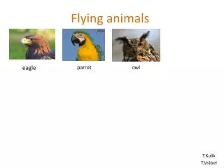 Flying animals