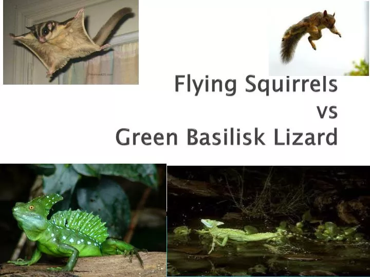 flying squirrels vs green basilisk lizard