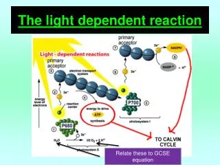 The light dependent reaction
