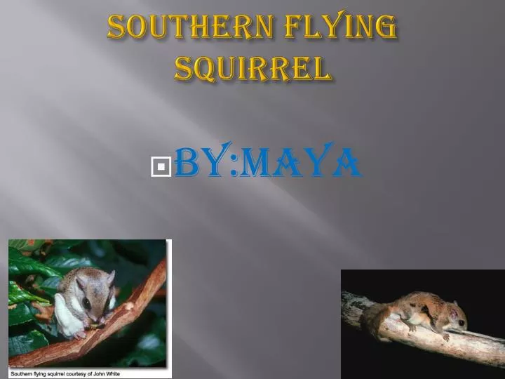 southern flying squirrel