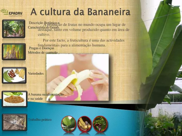 a cultura da bananeira
