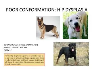 POOR CONFORMATION: HIP DYSPLASIA