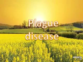 Plague disease