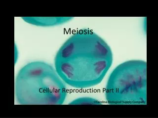 Meiosis