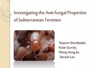 Investigating the Anti-fungal Properties of Subterranean Termites