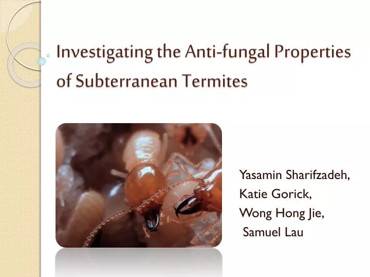 investigating the anti fungal properties of subterranean termites