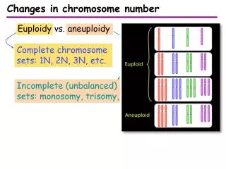 Incomplete (unbalanced) chromosome sets: monosomy , trisomy , etc.