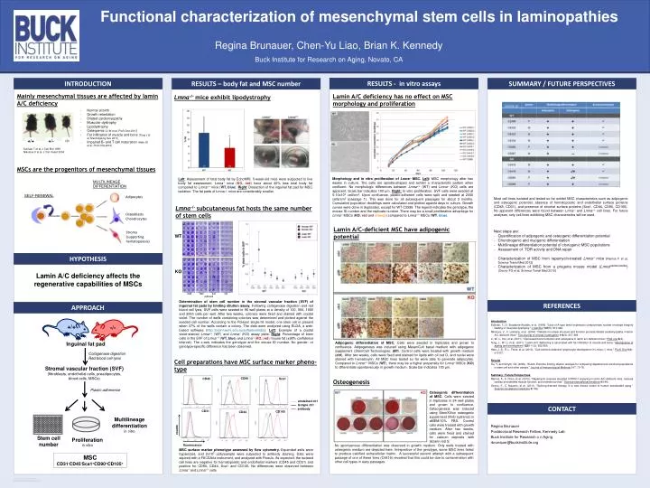 functional characterization of mesenchymal stem cells in laminopathies