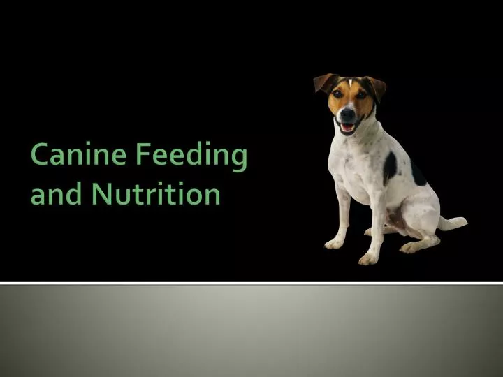 canine feeding and nutrition
