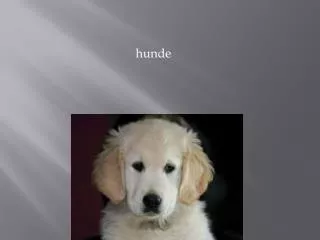 PPT - Hunde PowerPoint Presentation, Free Download - ID:2169407