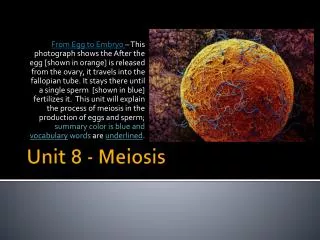 Unit 8 - Meiosis