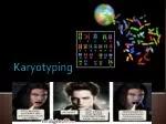 Karyotyping - slide 1
