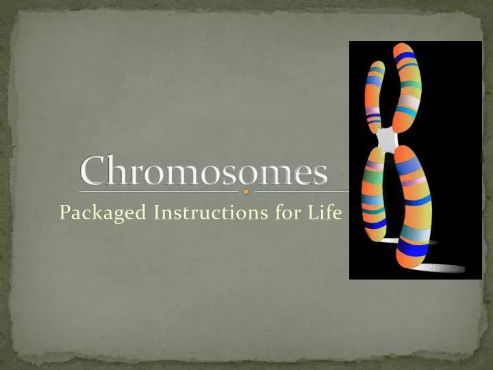 chromosomes