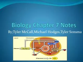 Biology Chapter 7 Notes