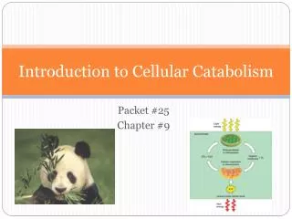 introduction to cellular catabolism