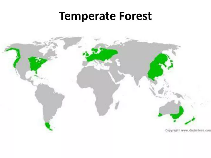 temperate forest