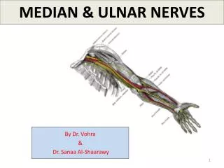 MEDIAN &amp; ULNAR NERVES