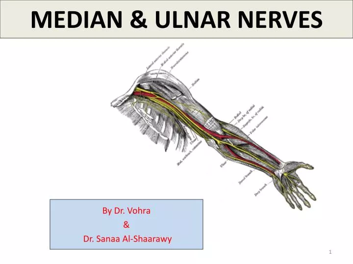 median ulnar nerves