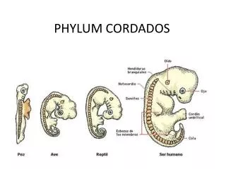 phylum cordados