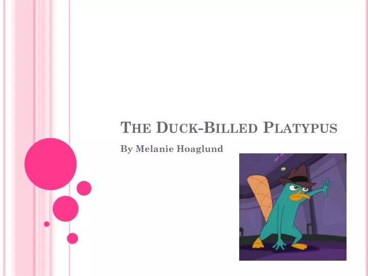the duck billed platypus