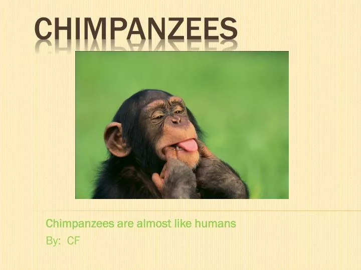 chimpanzees are almost like humans by cf
