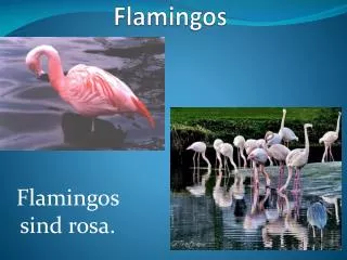 flamingos