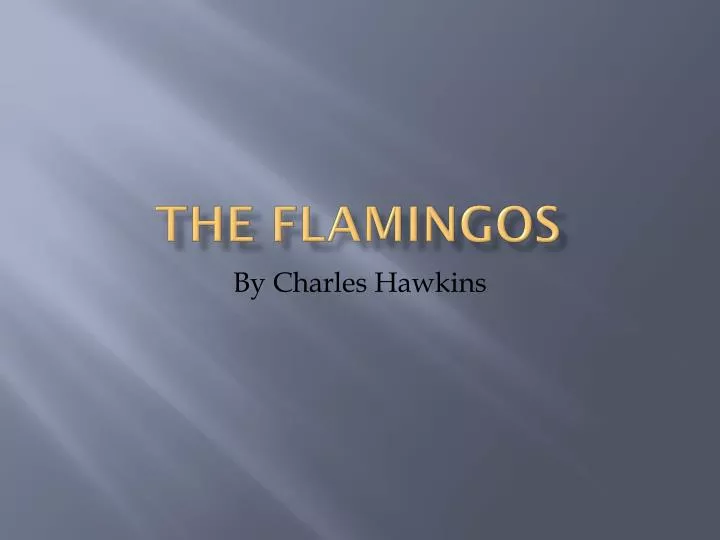 the flamingos