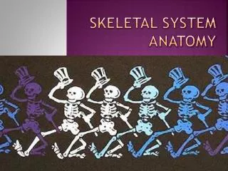Skeletal system anatomy