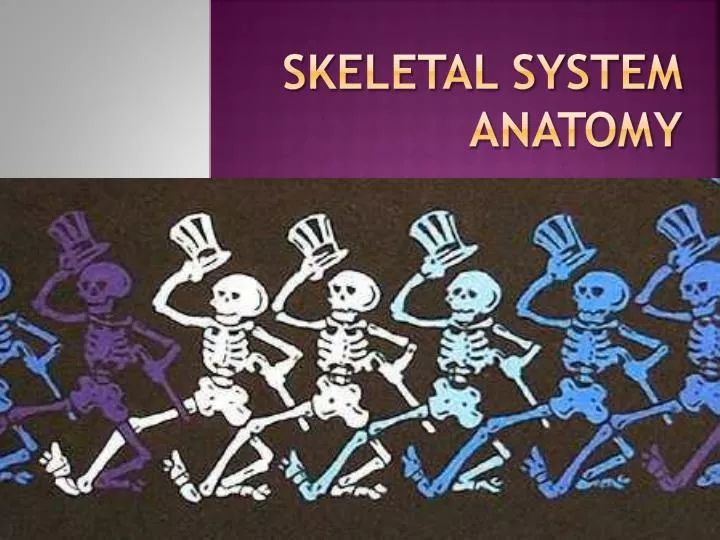 skeletal system anatomy