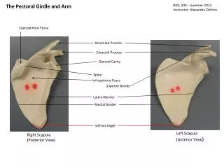 The Pectoral Girdle and Arm