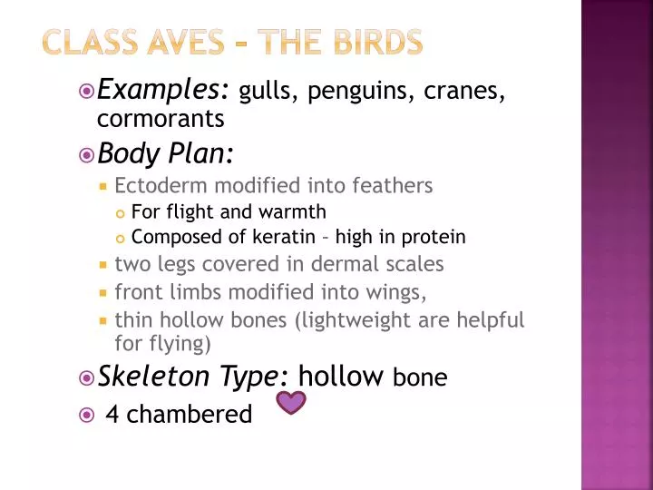 class aves the birds
