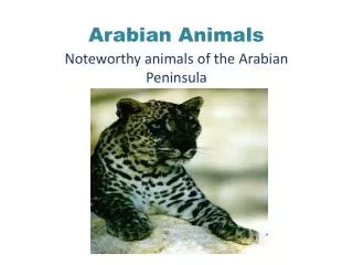 Arabian Animals
