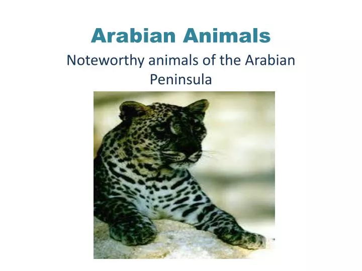 arabian animals