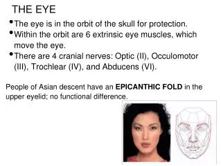 The eye is in the orbit of the skull for protection.