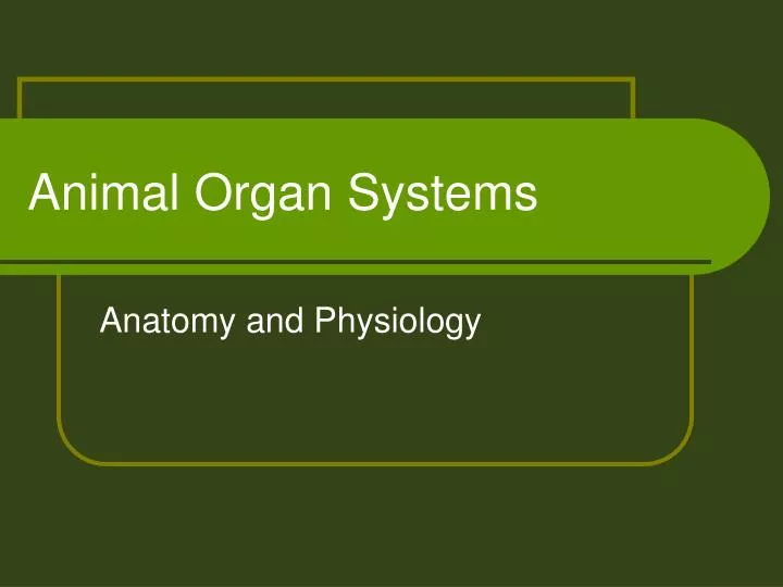 animal organ systems