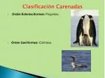 Orden Esfenisciformes : Pingüinos. Orden Gaviiformes : Colimbos. - slide 1