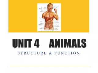 UNIT 4 ANIMALS