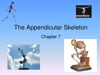 The Appendicular Skeleton